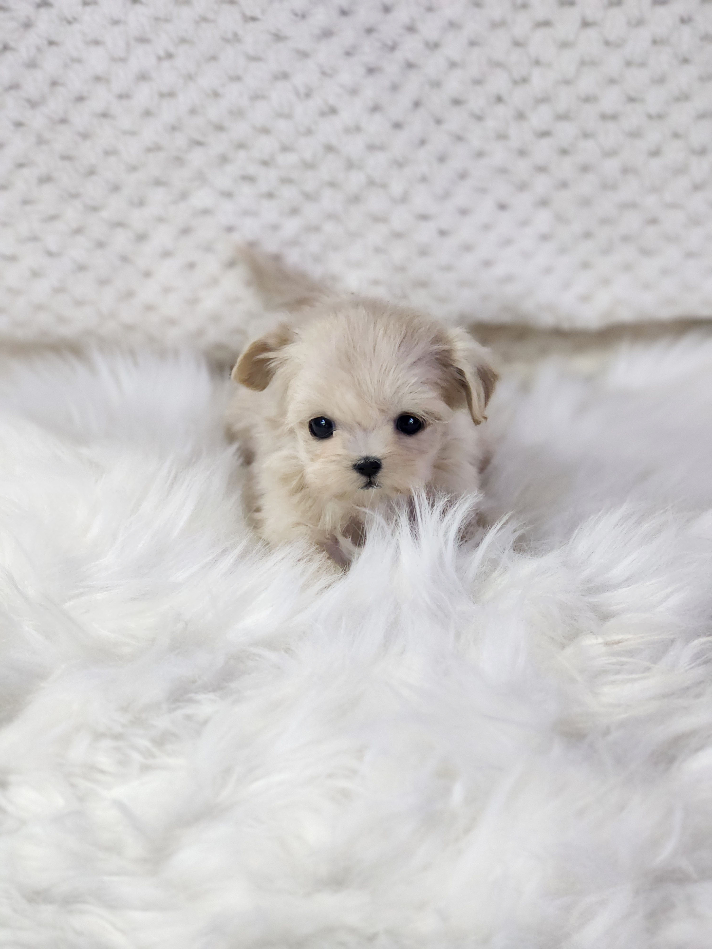 말티푸 분양합니다!